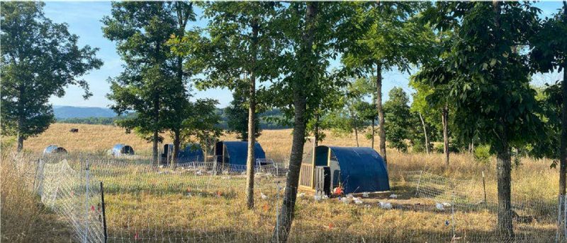An open field with tall trees scattered in the foreground, under which are five Quonset hut-like structures serving as chicken coops. The area is fenced in with chicken wire, and dozens of white chickens are foraging.