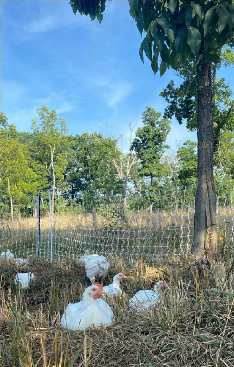 A group of chickens resting in high grass under the shade of a tree in an area enclosed with a chicken-wire fence.