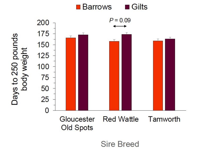 Figure 3. Growth characterized as days to 250 pounds of body weight in barrows and gilts farrowed by Berkshire x Duroc sows and sired by Gloucester Old Spots, Red Wattle, or Tamworth Boars (n = 3 to 4/sire breed by sex combination). There was a tendency (P = 0.09) for an interaction of sire breed and sex on days to 250 pounds of body weight because values tended (P = 0.09) to be greater in barrows versus gilts for Red Wattle but not Gloucester Old Spots or Tamworth.