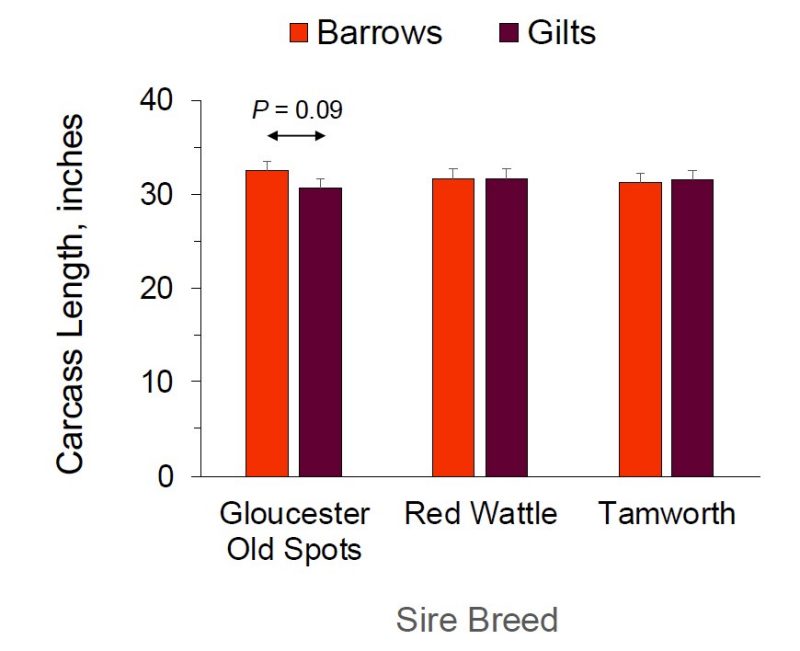 Figure 4. Carcass length in barrows and gilts farrowed by Berkshire by Duroc crossbred sows and sired by Gloucester Old Spots, Red Wattle, or Tamworth boars (n = 3 to 4 per sire breed by sex combination). The interaction between sire breed and sex was significant (P = 0.05) and carcass length tended to be greater (P = 0.08) in barrows versus gilts for Gloucester Old Spots but not Red Wattle or Tamworth.