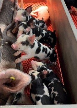 Five black-and-white piglets in a pen eagerly reaching for a sow standing next to the pen; another pure white piglet lies on its side.
