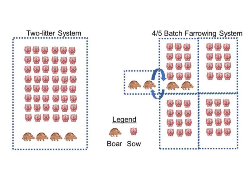 The figure on the left depicts 48 sow icons and four icons of boars all in the same grouping. The figure on the right depicts four separate groups of 12 sows each, with the group in the top left also including two boars. Two other boars are outside the entire grouping, and blue arrows indicate that each pair of boars is rotated in and out of the grouping.