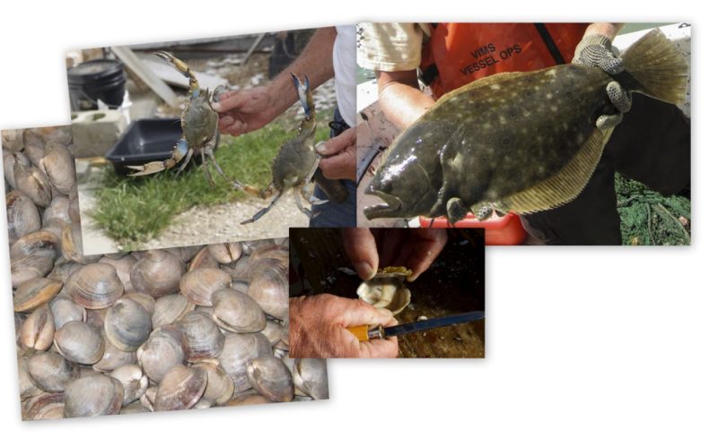 Multi pictures of different fish.