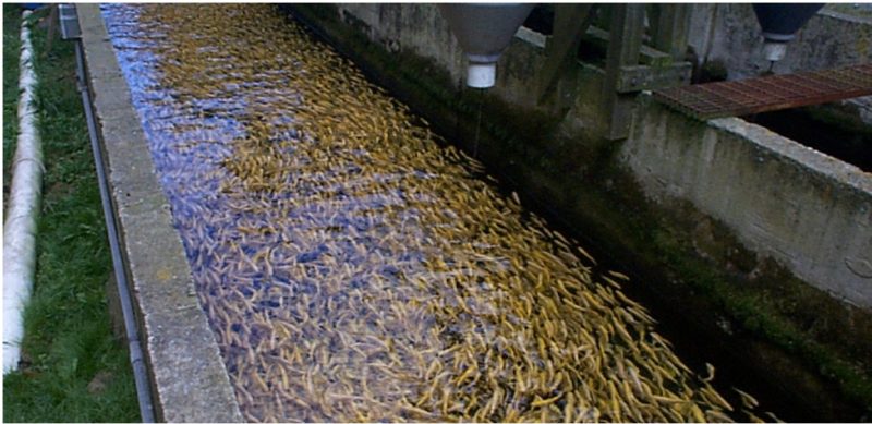 A fish farm tank filled with numerous fish.