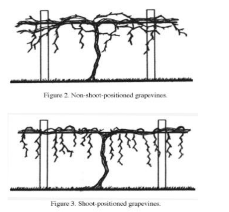 The diagram shows the shoots from a poorly positioned grapevines with shoots that are random and properly positioned shoots with vines dropping down from main vine.