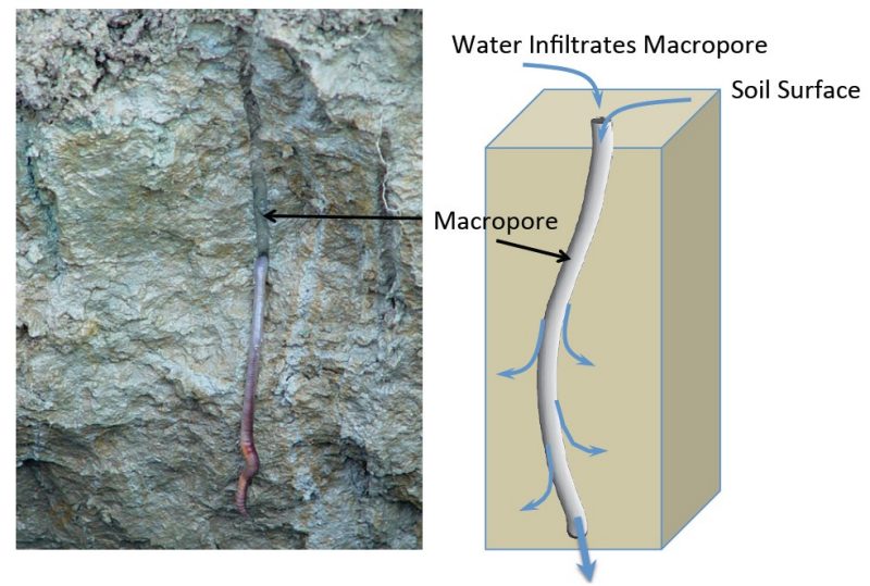 Macropores in the soil can be formed by earthworms or other biological activity (left). Once formed, macropores can transport water and dissolved agrochemicals (fertilizers and pesticides) from the soil surface deep into the soil profile (right).