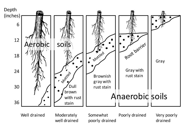 Five commonly used soil drainage classifications and their depth to poorly drained soils.