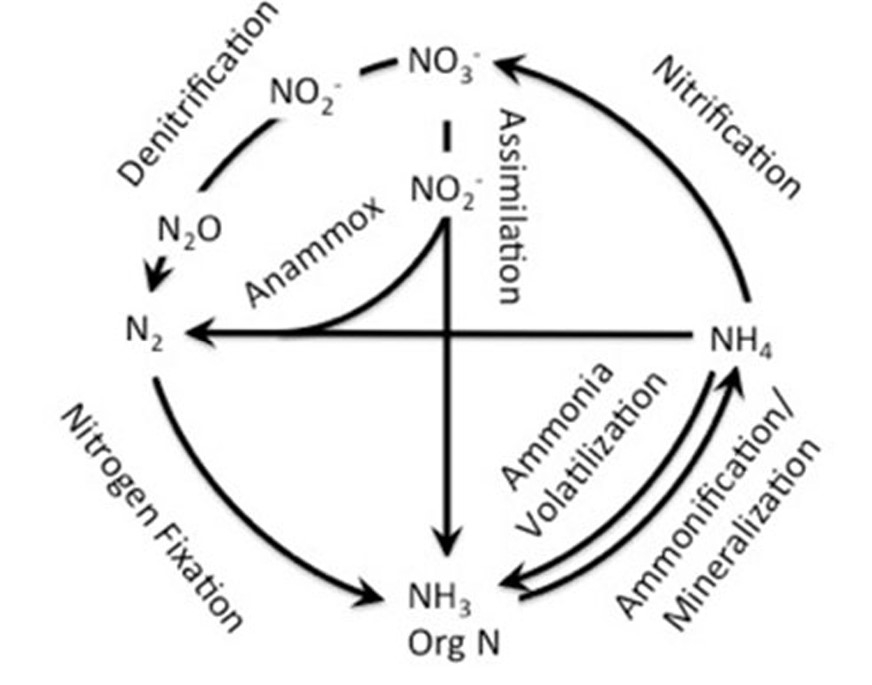 A graphic of the nitrogen cycle.
