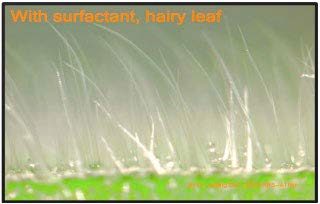 After addition of surfactant for successful penetration of a hairy leaf surface.