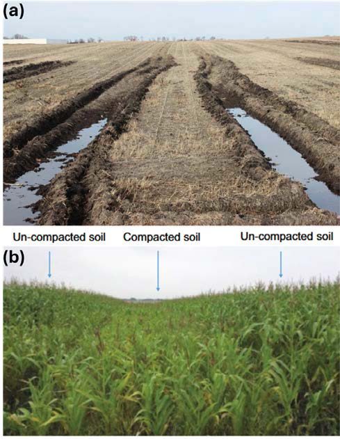 (a) soil, showing compaction, and standing water, (b) irregular growth of corn crop in the compacted soil zones