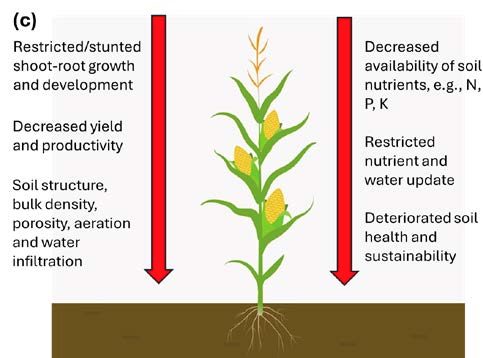 (c) overall impact on crop shoot-root growth and development, availability of water and nutrients, deterioration of chemical, biological and physical properties and eventually the productivity