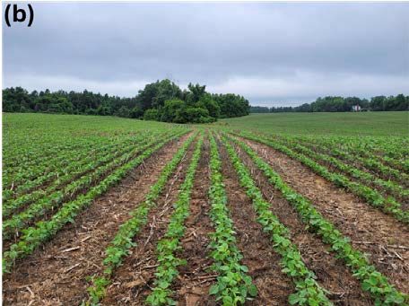 (b) soybean planted using this equipment. The visible tramlines remain in the same position across all crops in the rotation, allowing easy implementation of Controlled Traffic Farming.