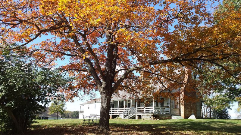 Photo of trees with yellow leaves and a house in the background