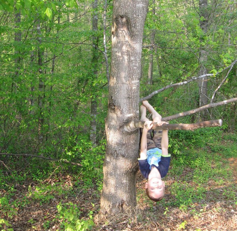 photo of a boy hanging upside down from a tree
