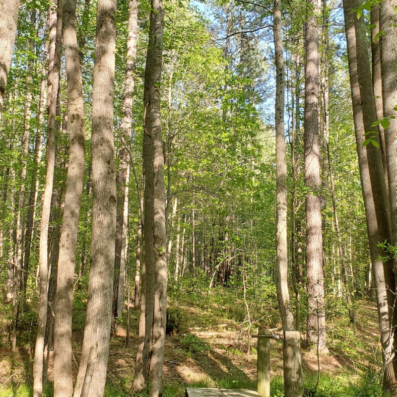 photo of forest