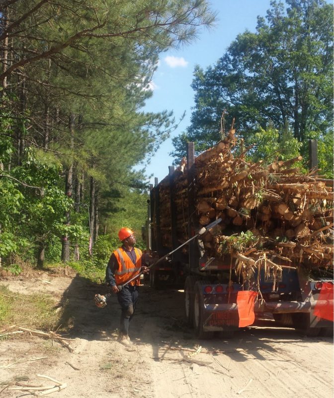 Logging employee trimming a load of pine pulpwood in the Coastal Plain of Virginia