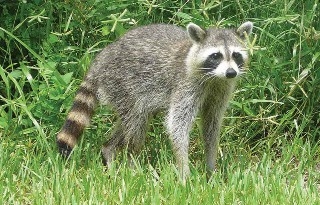 Photo of a single raccoon standing in grass and surrounded by greenery.