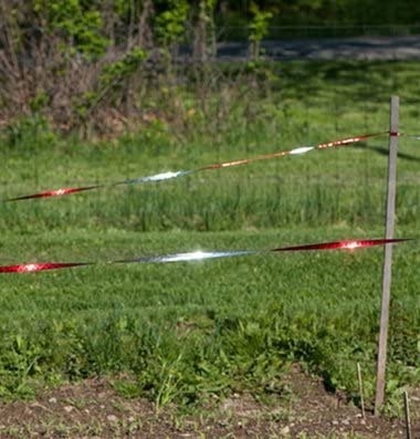 Mylar reflective tape used to deter birds.