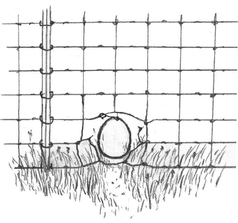 Figures 11a and 11b. Body-gripping snares set in coyote passageways through high-tensile (a) and woven-wire (b) fences. The zopen loop of the snare centers in and covers the width of the opening in the fence, with the bottom of the loop positioned 2 inches above the ground. A piece of thin wire or thread that will give way at the slightest pull secures the top of the loop to the fence. Snares are anchored using a strong fence wire, fencepost, or stake. (Illustrations by co-au- thor Danny Dove).
