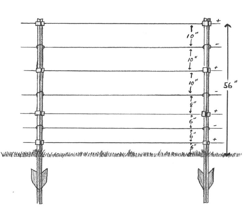 A section of wire fencing with seven strands of wire stretched across two metal t-posts. The illustration indicates that the bottom wire is 6 inches above the ground and the next two wires are 6 inches apart; the fourth wire is 8 inches above the third; and the final three wires are 10 inches apart.