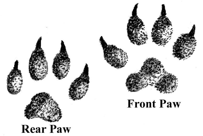 A black and white illustration of two dog footprints; one front paw and one rear paw.