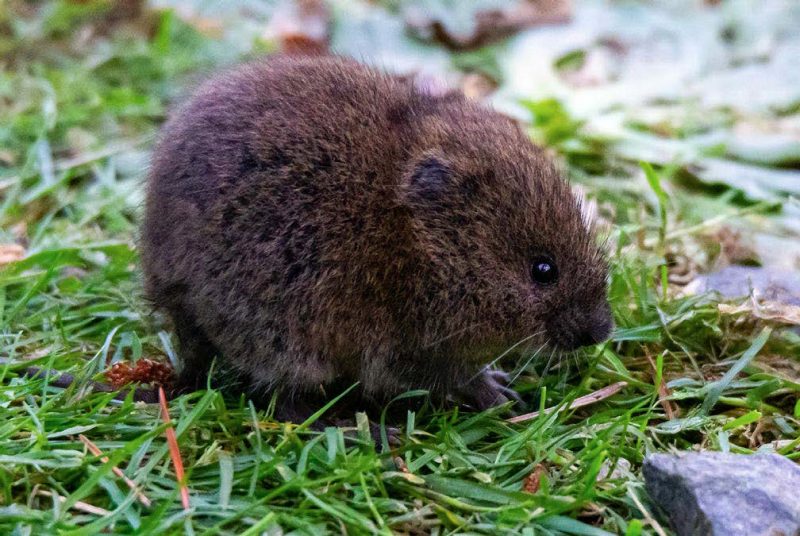 A dark brown vole sitting in a grassy area.