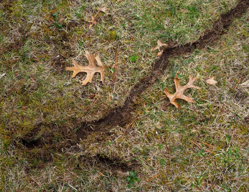 A long jagged rut in a grassy area with two oak leaves on either side.