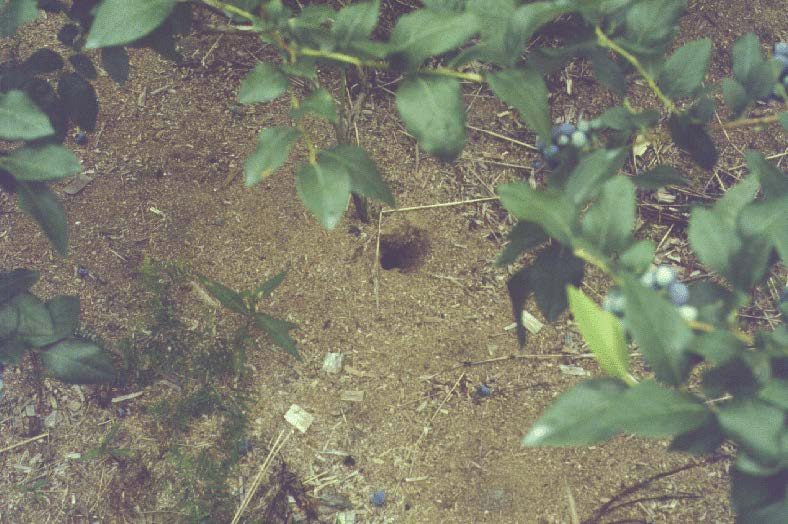 A solitary hole in the ground under the branches of a blueberry plant. Blueberry plants with stunted growth, yellowing leaves, and dead stems among other plants that appear healthier. Three people are walking an adjacent path examining the crop.