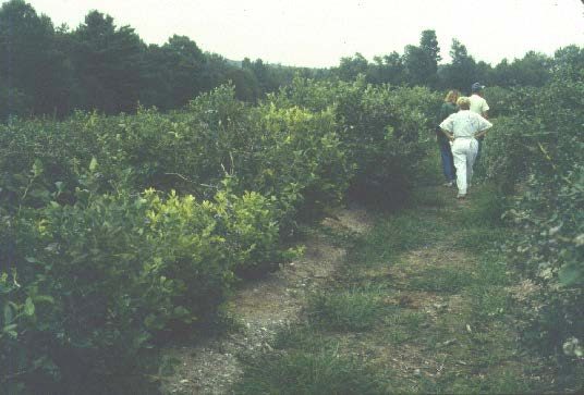 Blueberry plants with stunted growth, yellowing leaves, and dead stems among other plants that appear healthier. Three people are walking an adjacent path examining the crop.