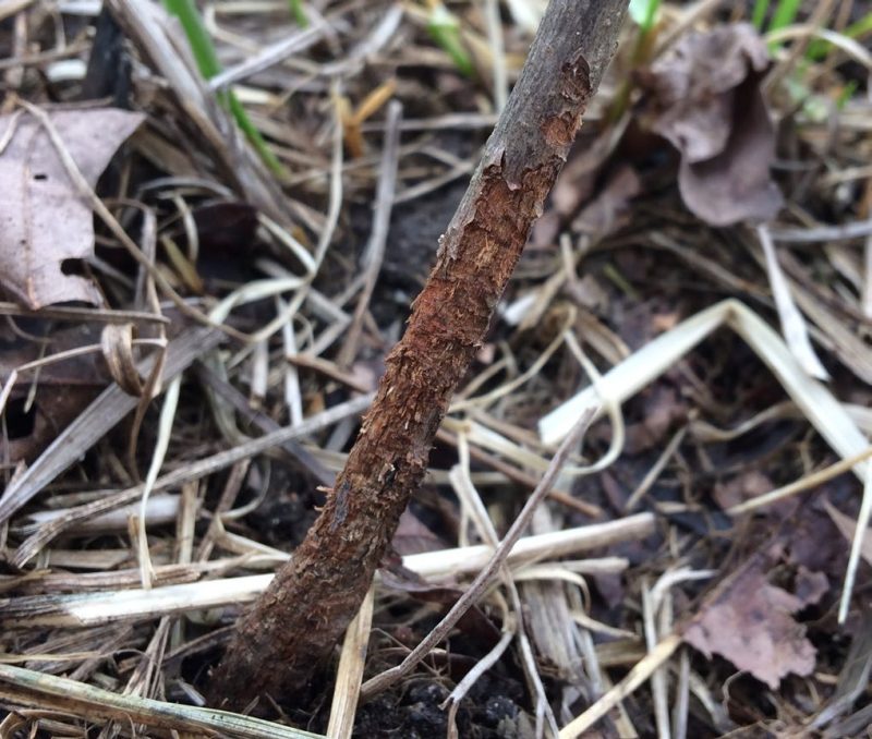 The bottom part of the trunk of a young sapling, with most of its bark stripped from the ground extending up several inches.