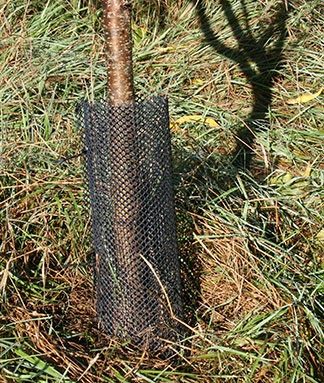 The bottom of a saplings trunk, surrounded by a black mesh cloth.
