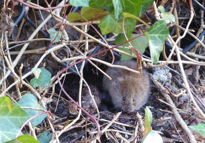 A furry brown rodent with black eyes on the ground crouching under ivy vines.