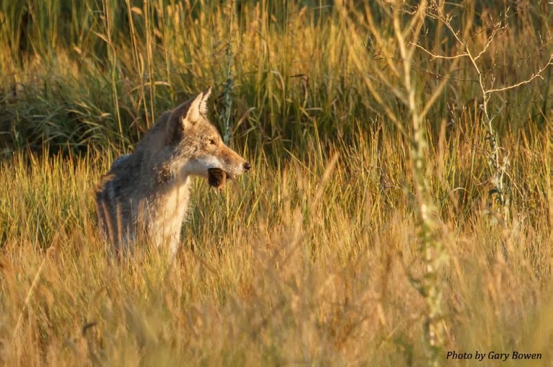 A coyote in an open field with a brown rodent in its mouth.