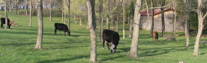 Cattle grazing fescue-based pastures under black locust trees in Blacksburg