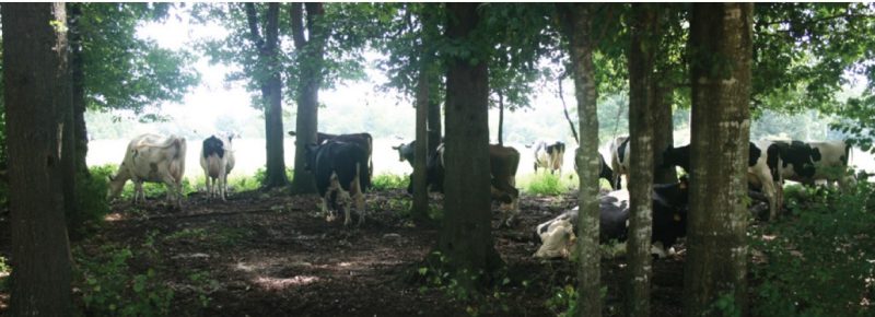 Livestock lying down in a shaded woodland area