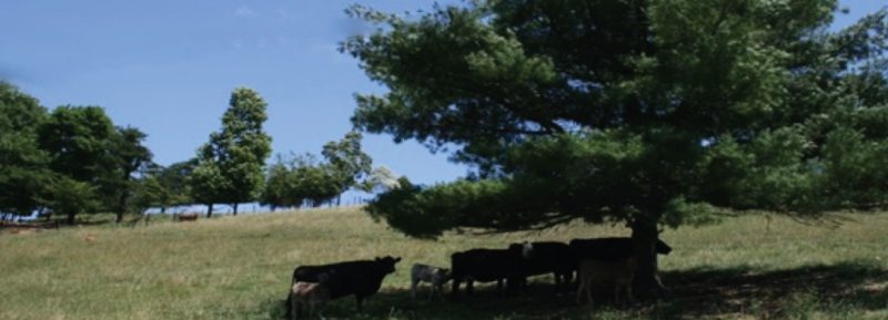 Livestock resting in shade of Silvopasture tree.