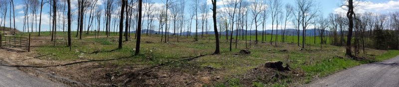 A wide-angle shot of a thinned forest stand with remaining trees and green grass, demonstrating a step toward functional silvopastures.