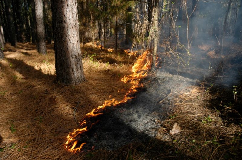 Fire burning along the forest ground, clearing away pine needles and vegetation to prepare the soil for seeding.