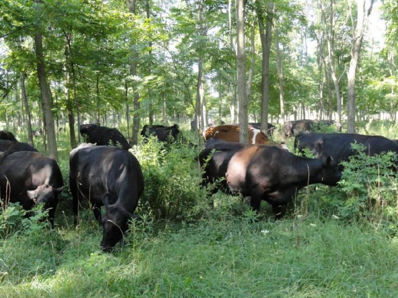Cattle grazing in a shaded silvopasture, demonstrating rotational grazing to protect forage and trees.
