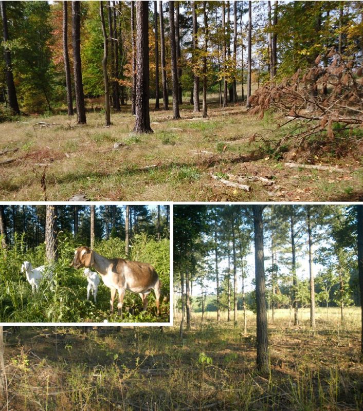 Thinned woodland with decomposing downed trees (top) and an inset showing goats clearing understory vegetation and stump sprouts (bottom). The images demonstrate practical approaches to managing thin tree stands without the need for mulching or burning.