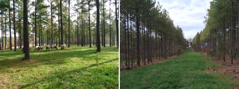 Two images of loblolly pine silvopastures: Left image displays a fully thinned stand with sheep grazing; right image shows alleys created by clearing strips of trees. These different thinning methods impact floor cleanup, seedbed preparation, and forage management. Cool-season forages thrive in both, while alleys are more suitable for warm-season forages.