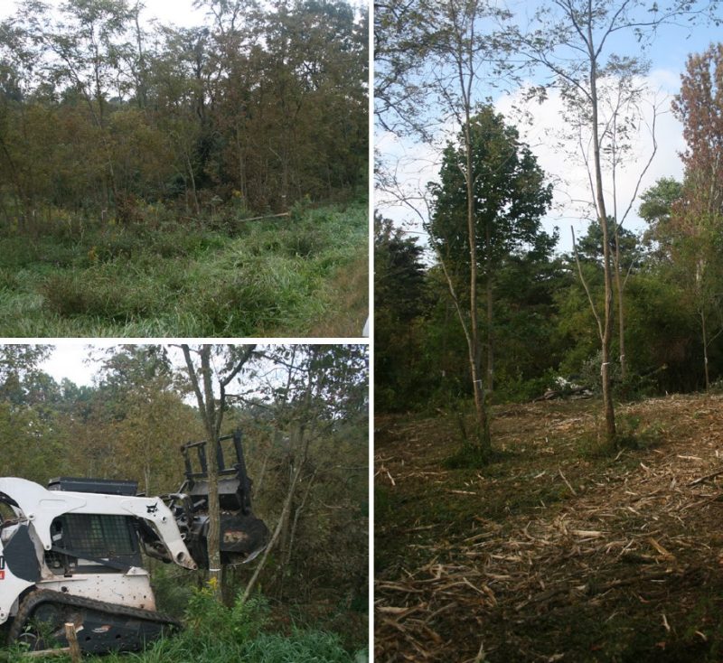 Three-part image illustrating the results of a mulching operation: The left images show a mulching machine in action, and the right image displays the cleared site. The photos demonstrate the advantages of mulching for rapid site cleanup with less disturbance.