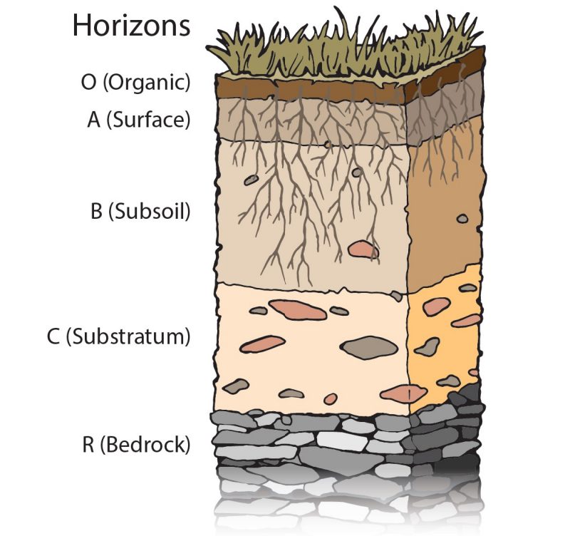 Soil profile showing several common master horizons. Soil horizon.
