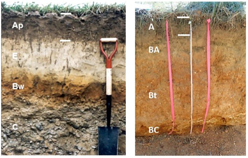 Left: The surface layer (plow layer, Ap horizon) extends from the soil surface to the top of the shovel handle (white line to white line). Right: The surface layer (A horizon) extends from white line to white line. The measuring tape is used to determine thickness and depth to gray wetness mottles.
