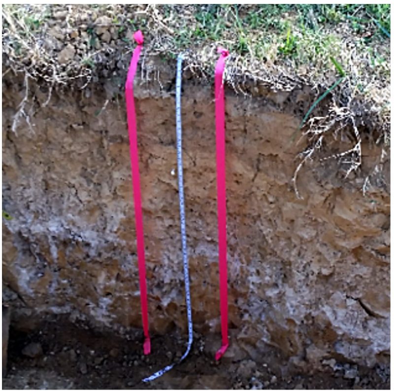 Fragipans (dense horizon below the white colors) have slow permeability, forming a water perching zone.