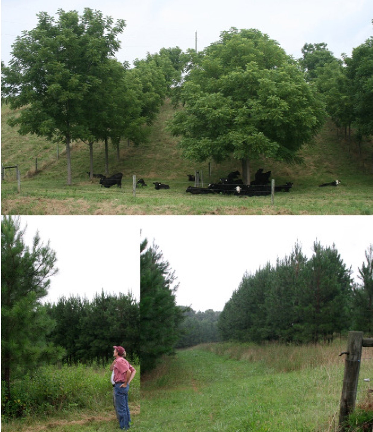 Cows resting underneath trees.