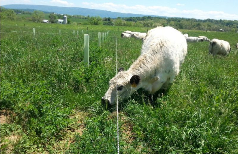 Portable or permanent fencing or a combination of the two is used to keep livestock off new trees.