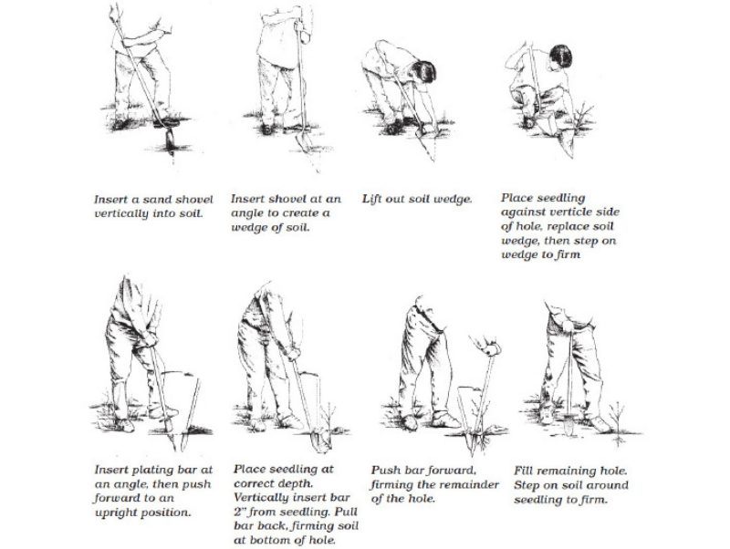 Steps of using shovels and dibble bars .