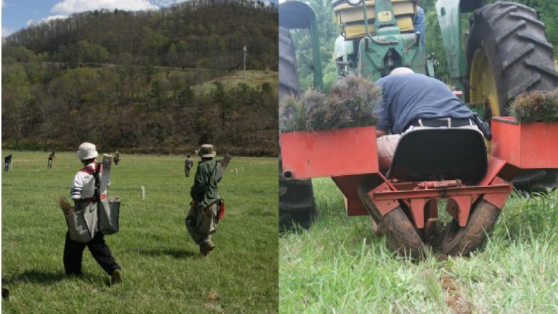 Different methods to plant trees.