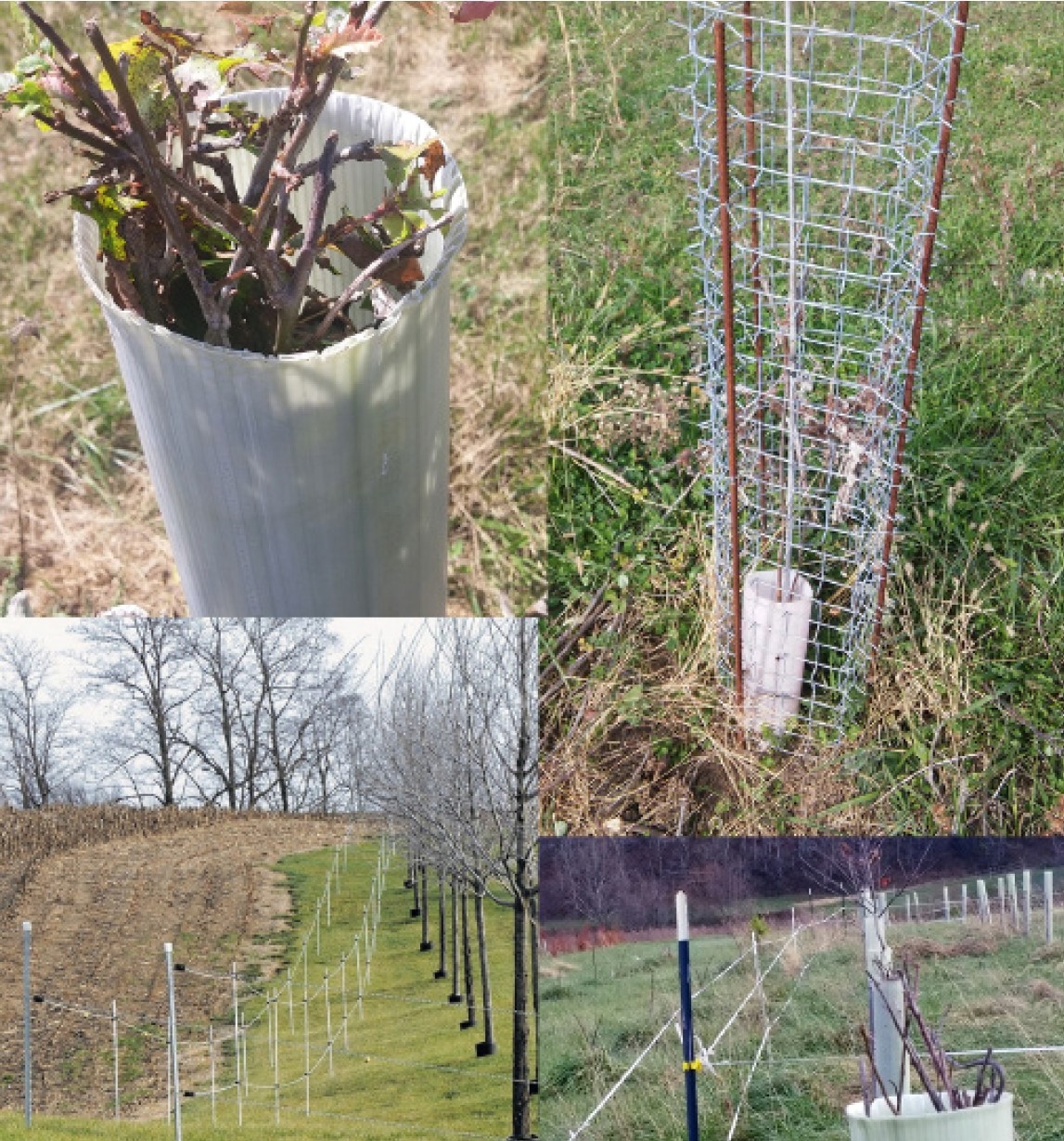 A tube for protecting a tree, A biomimetic fence surrounds a seedling in a short tree tube, Three-dimensional fencing, constructed with two interior and one exterior line of electrified fencing, and browsed red oak outside the fence stands in contrast to an unbrowsed oak in the background.